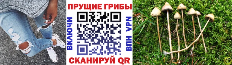 Псилоцибиновые грибы Magic Shrooms  даркнет сайт  ссылка на мегу сайт  Удомля 